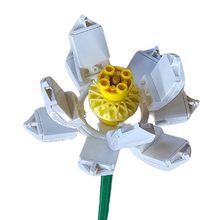 White Lotus Open