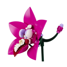 Boat Orchid - 1 Bloom