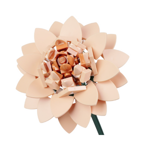 Waterlilly Dahlia