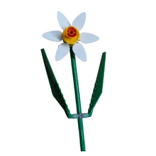 White Daffodil