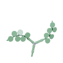 Eucalyptus