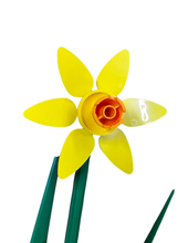 Yellow Daffodil