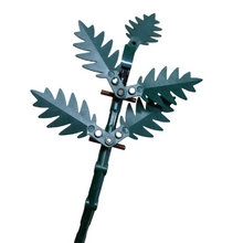 Leatherleaf Fern 1pk